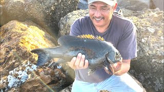 Redondo Beach Breakwall  pescando mojarras grandes Opaleye [upl. by New466]