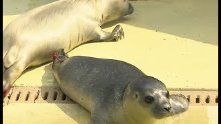 „Primus“ und „Primel“ werden in der Seehundstation Friedrichskoog aufgepäppelt [upl. by Auqemahs]