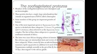 AnimalLike Protists Taxonomy Supergroup Excavata [upl. by Kciredorb133]