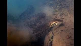 Wild Jungles amp Rivers of Brazil  Diving with Anacondas [upl. by Aikem774]