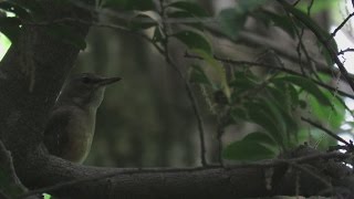 アカハラ Brownheaded thrush 雌の鳴き声。May 72017 [upl. by Luben]