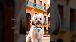 Havanese Dog Breed  Fun Facts dog [upl. by Judie202]