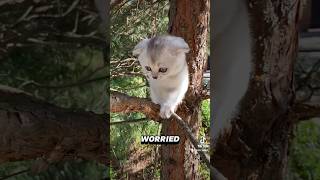 How Cats Survive High Falls 🐱 Defying Gravity PetScience catfacts [upl. by Malita]