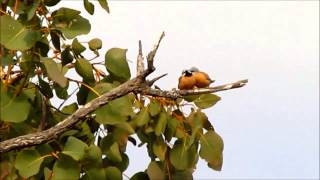 Blackthroated Finch montage [upl. by Pippa999]