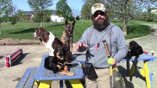 Puppy Housebreaking Secrets [upl. by Jeffie]