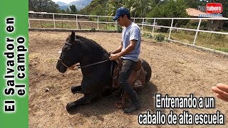 Como se entrena a un caballo de alta escuela  La Vaquita de Oriente  El Salvador en el Campo amp YS [upl. by Anyrtak]