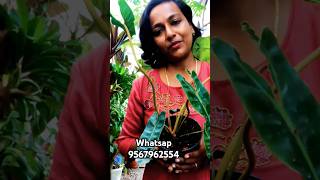 Plants shopping online online plants sale plants onlinefoliage plants malayalamcolourfulfoliage [upl. by Eivol252]