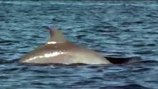 Dolphin Bay in Bocas del Toro Panama [upl. by Medlin569]