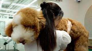 초대형 곰돌이가 나타났습니다‼️feat스탠다드푸들‼Theres a supersized bear Standard Poodle [upl. by Dnaloy910]