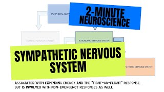 2Minute Neuroscience Sympathetic Nervous System [upl. by Etteroma]