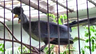 めっちゃ鳴いてるカンムリエボシドリ（上野動物園）Great Blue Turaco Call [upl. by Maclaine695]