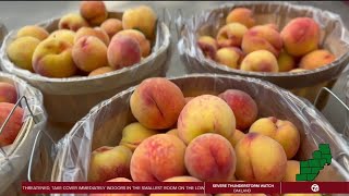 Romeo Peach Festival underway for Labor Day [upl. by Dene431]