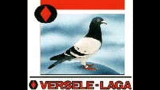 Kingstown Pet Supplies  Pigeon Products [upl. by Aidroc]