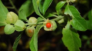 Ashwagandha or Withania somnifera  Medicinal Plant [upl. by Einavoj174]