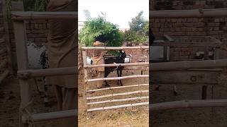 Goat farming  goat lovers  kabrastan wala munda [upl. by Melone]