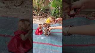 Very Adorable Three Little Look Mom Peer Mangosteen Quietly shortsvideo cute [upl. by Boeke]