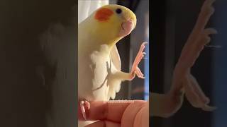 Adorable Cockatiel Singing and Dancing So Cute 🥰🎶🦜 cockatielscraze [upl. by Gridley]