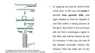 S1 nuclease Mapping [upl. by Marie]