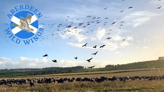 Goose Hunting in SCOTLAND Working HUGE FLOCKS of pink footed geese  Aberdeen Wild Wings [upl. by Harbert]