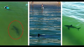 Great White Shark Approaches a Young Swimmer [upl. by Tecil]