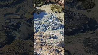 Variety of small ocean animals Crabs Anemones Fish Hermit  Laguna Beach California 8252024 [upl. by Nerro]