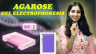 AGAROSE GEL ELECTROPHORESIS I Technique  Complete Details [upl. by Enenaj]