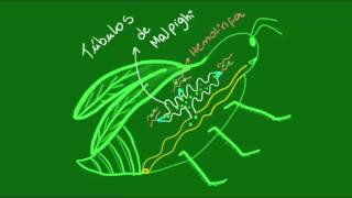 Sistema excretor dos Artrópodes  Zoologia  Biologia [upl. by Snave962]