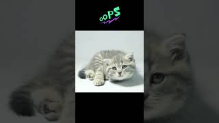 A cat’s act😍 shorts youtubeshorts viralshorts petlover [upl. by Rustice]