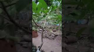 Black sapote wargaonline shortsvideo shortvideo [upl. by Chaunce351]