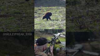 22 Creedmoor vs Black Bear  Who Wins [upl. by Nim993]