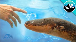 What Happens If You Touch Electric eels Deadliest Electric Fish [upl. by Gagne601]