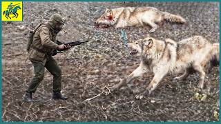 How Farmers and Hunters Deal with Millions of Wild Wolves and Wild Boars  Wild Boar Hunting [upl. by Aramoiz]