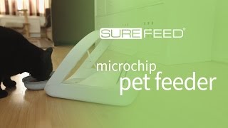 SureFeed Microchip Pet Feeder  Training for Timid Cats [upl. by Ynoffit452]