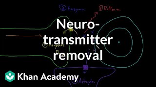 Neurotransmitter removal  Nervous system physiology  NCLEXRN  Khan Academy [upl. by Amilas364]