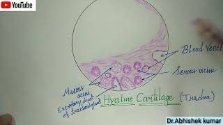 Histology of trachea amp presence of Hyaline cartilage [upl. by Hsur]