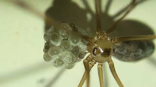 Pholcus phalangioides con ovisacco 3 parte [upl. by Avat]