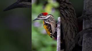 Oriental flameback bird voice for sleep 💤Nature with relaxation orientalflamebacksleep [upl. by Angelina]