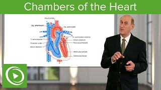 Chambers of the Heart – Cardiology  Lecturio [upl. by Suirauqram]