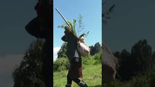 Energy CS Opiyo Wandayi arrives in Kericho to plant trees during Mazingira Day [upl. by Ssur]