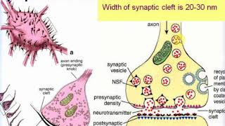 Nerve tissue  2 Nerve fibers and terminals Videolecture by Zimatkin 10 [upl. by Renzo]