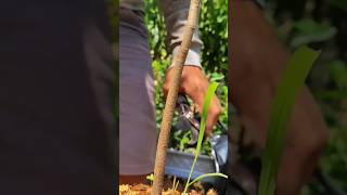 Mango grafting technique shorts fruitgrafting [upl. by Harol225]