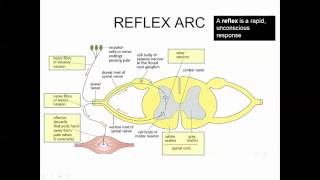 Stimulus Response Perception of Stimuli IB Biology [upl. by Stempien327]