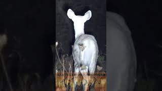 Albino Deer Spotting in Pennsylvania [upl. by Hallsy613]