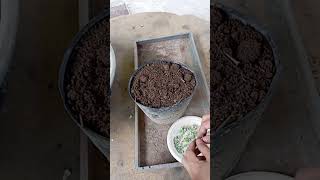 Mix soil for planting with Simple waygardenlifestyle enjoylife farming lifestyle [upl. by Nnovahs382]