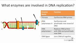 1021 Enzymes Involved in DNA Replication [upl. by Austen]