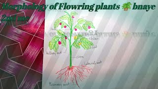 How to drawof Flowing plants 🪴 diagram very easy way step by step [upl. by Nogaem100]