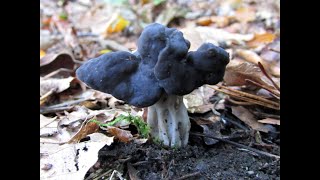 Identifying the Elfin Saddle Helvella lacunosa [upl. by Solana700]