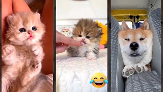 Funniest Cat 😹 funny cats talking 🙀 WeAreCats Ep 7656 [upl. by Milton]