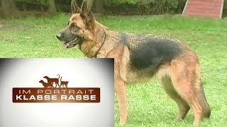 Deutscher Schäferhund [upl. by Ecirtahs]