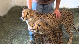 Cheetahs with Luke at Southwicks Zoo in Mendon MA [upl. by Mcspadden]